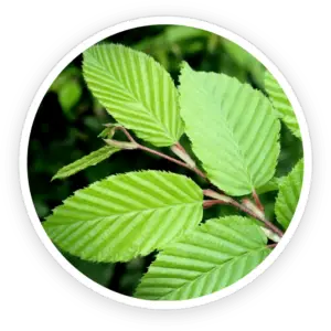 Slippery Elm Bark