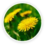 Dandelion