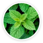 Lemon Balm